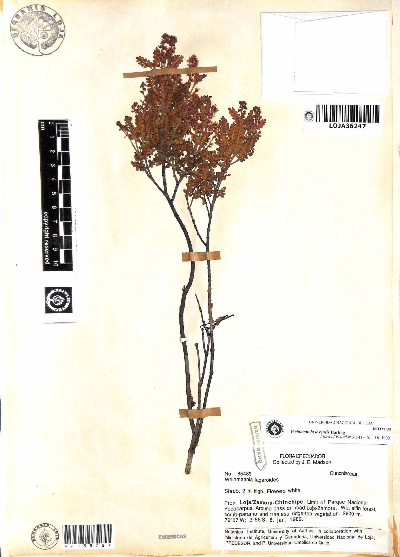 Weinmannia loxensis image