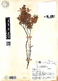 Weinmannia loxensis image