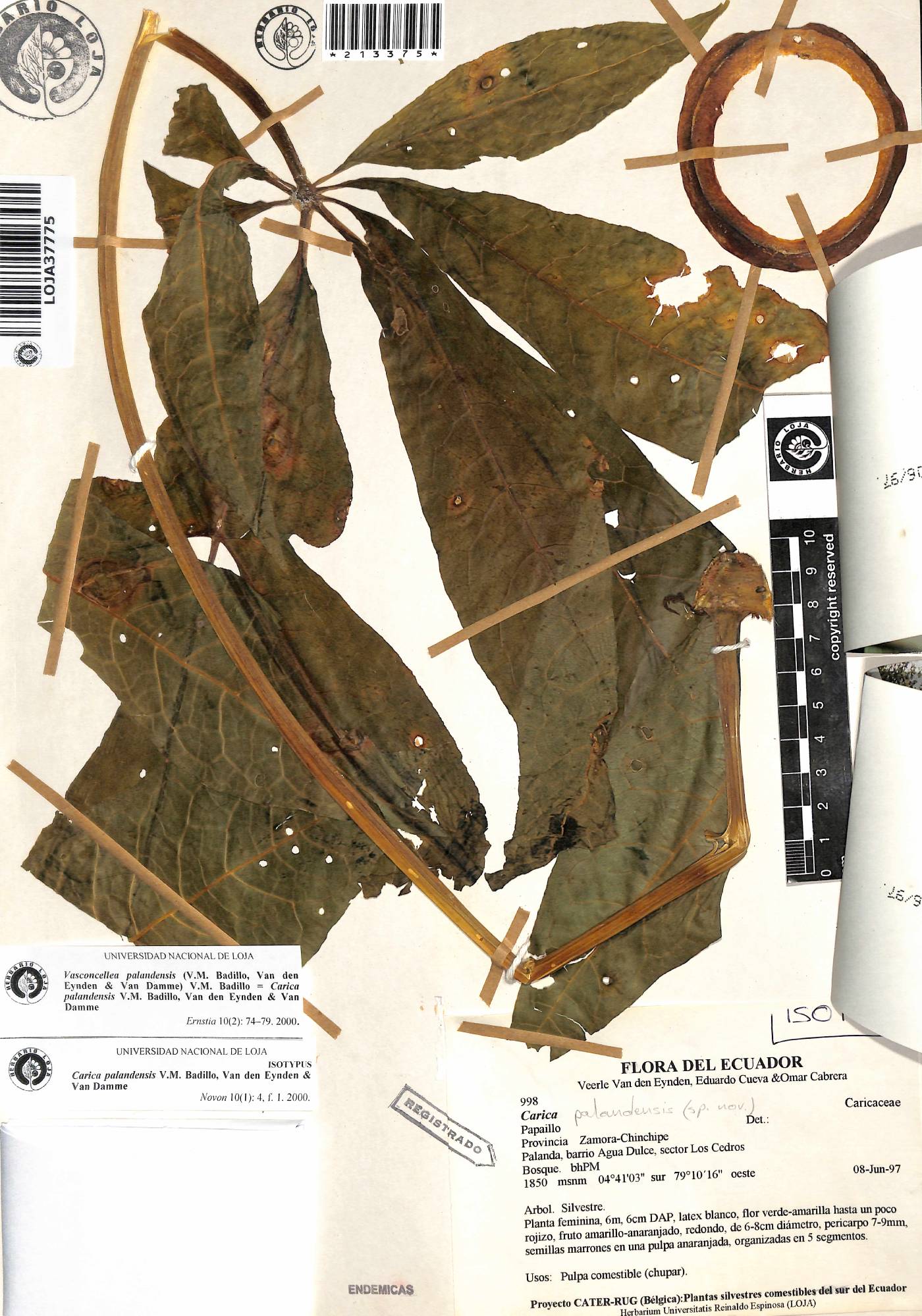 Vasconcellea palandensis image