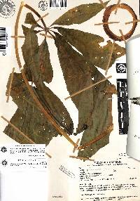 Image of Vasconcellea palandensis