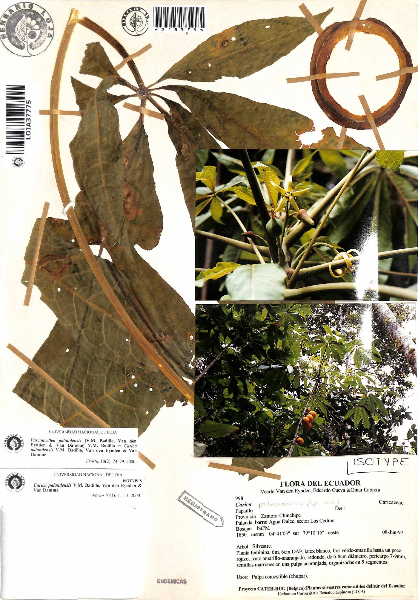 Vasconcellea palandensis image