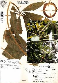 Vasconcellea palandensis image