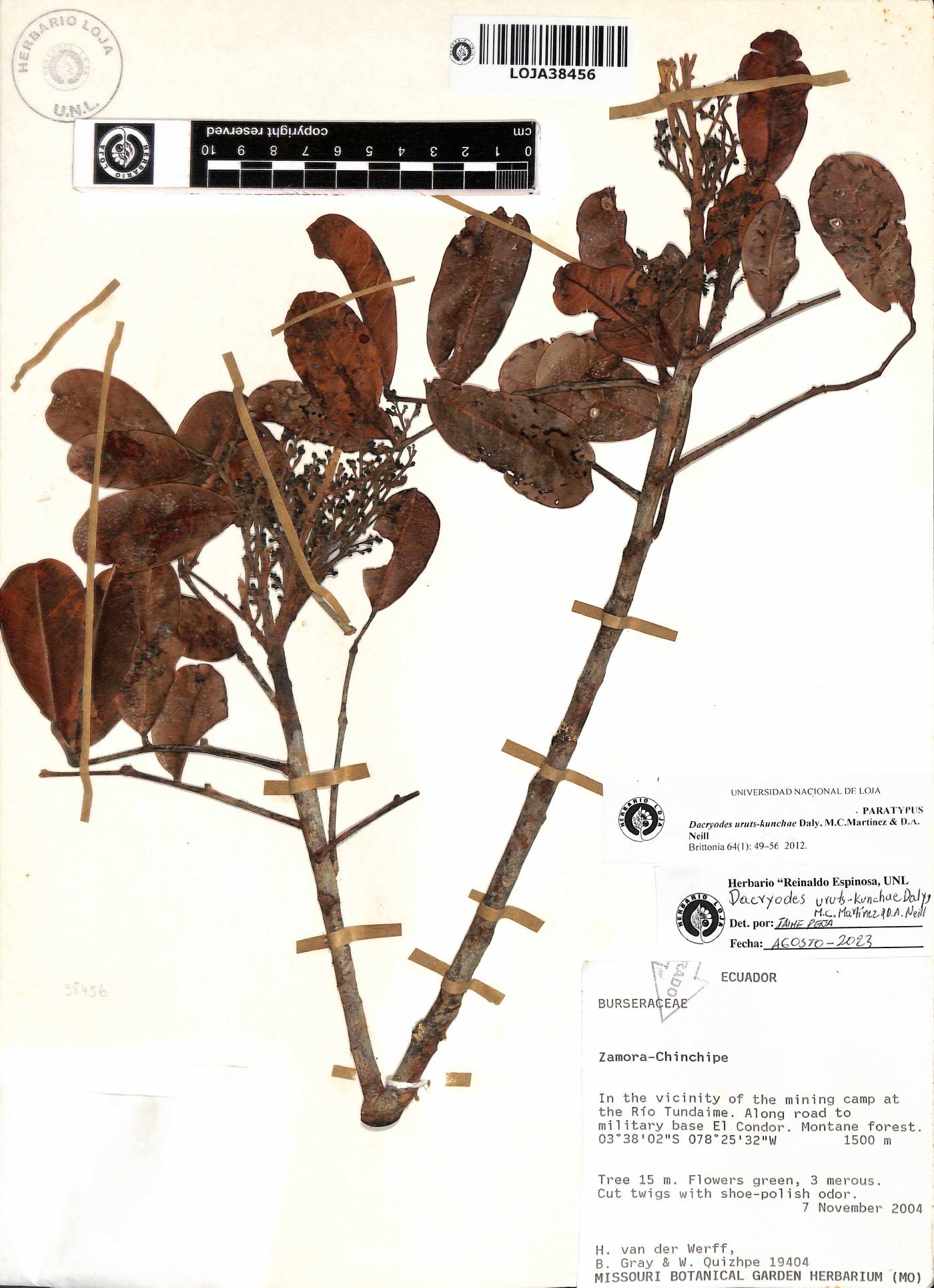 Dacryodes uruts-kunchae image