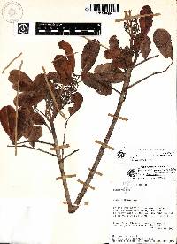 Dacryodes uruts-kunchae image