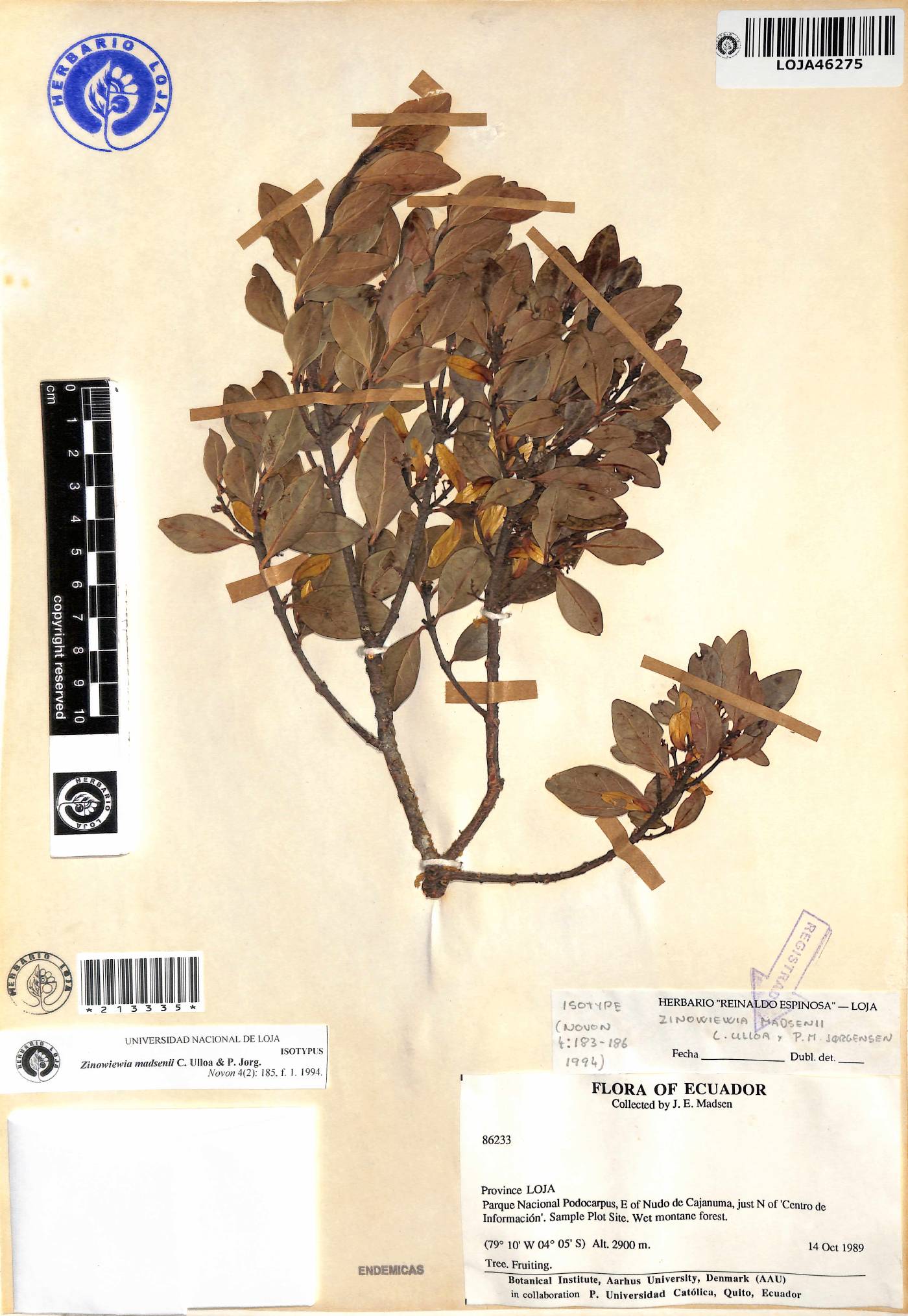 Zinowiewia madsenii image