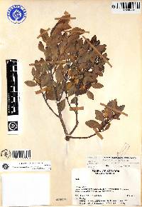 Zinowiewia madsenii image