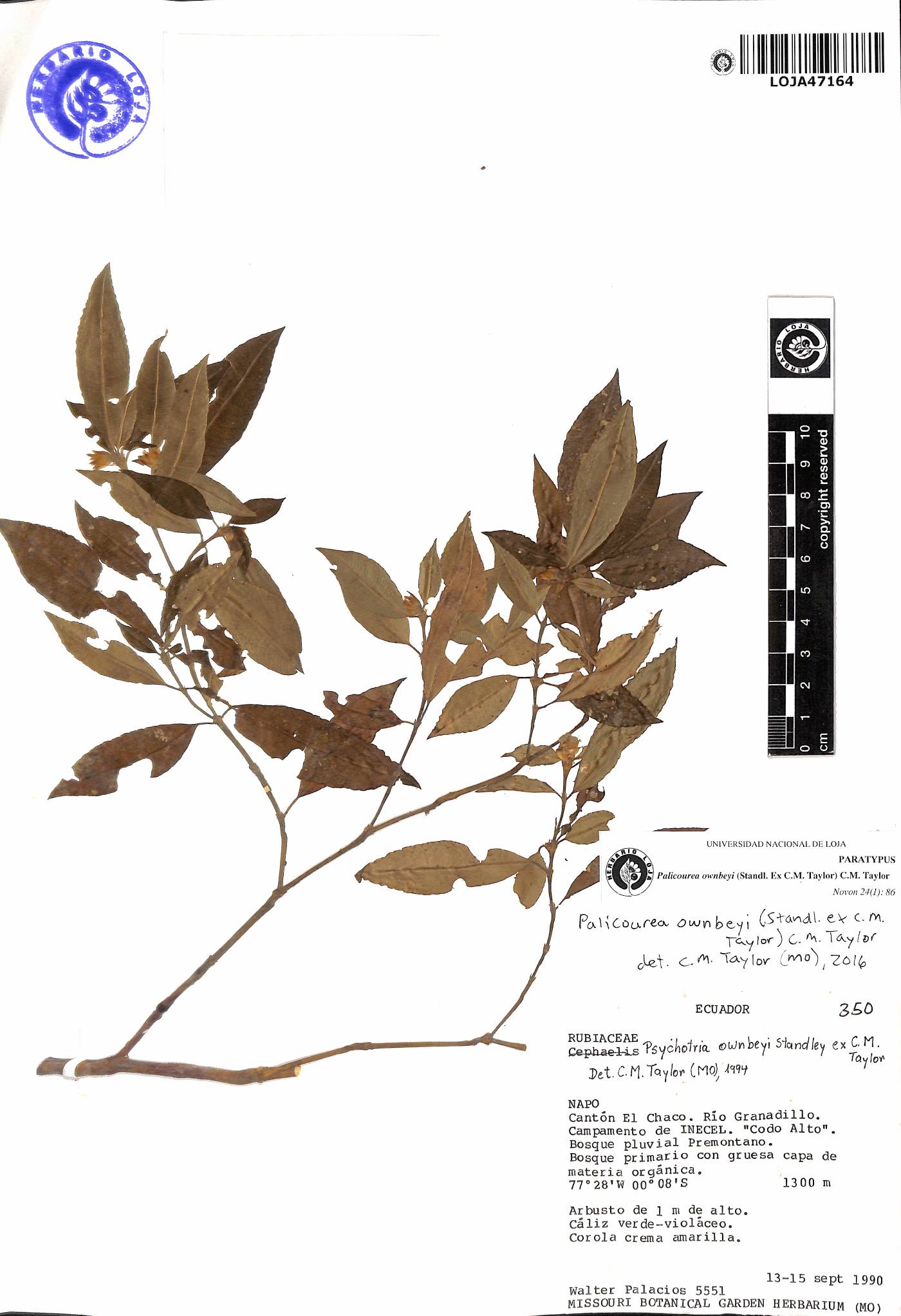 Palicourea ownbeyi image