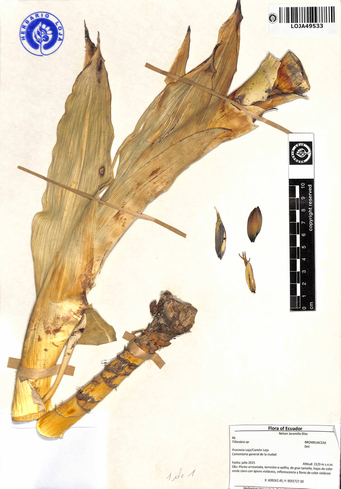 Tillandsia loxensis image