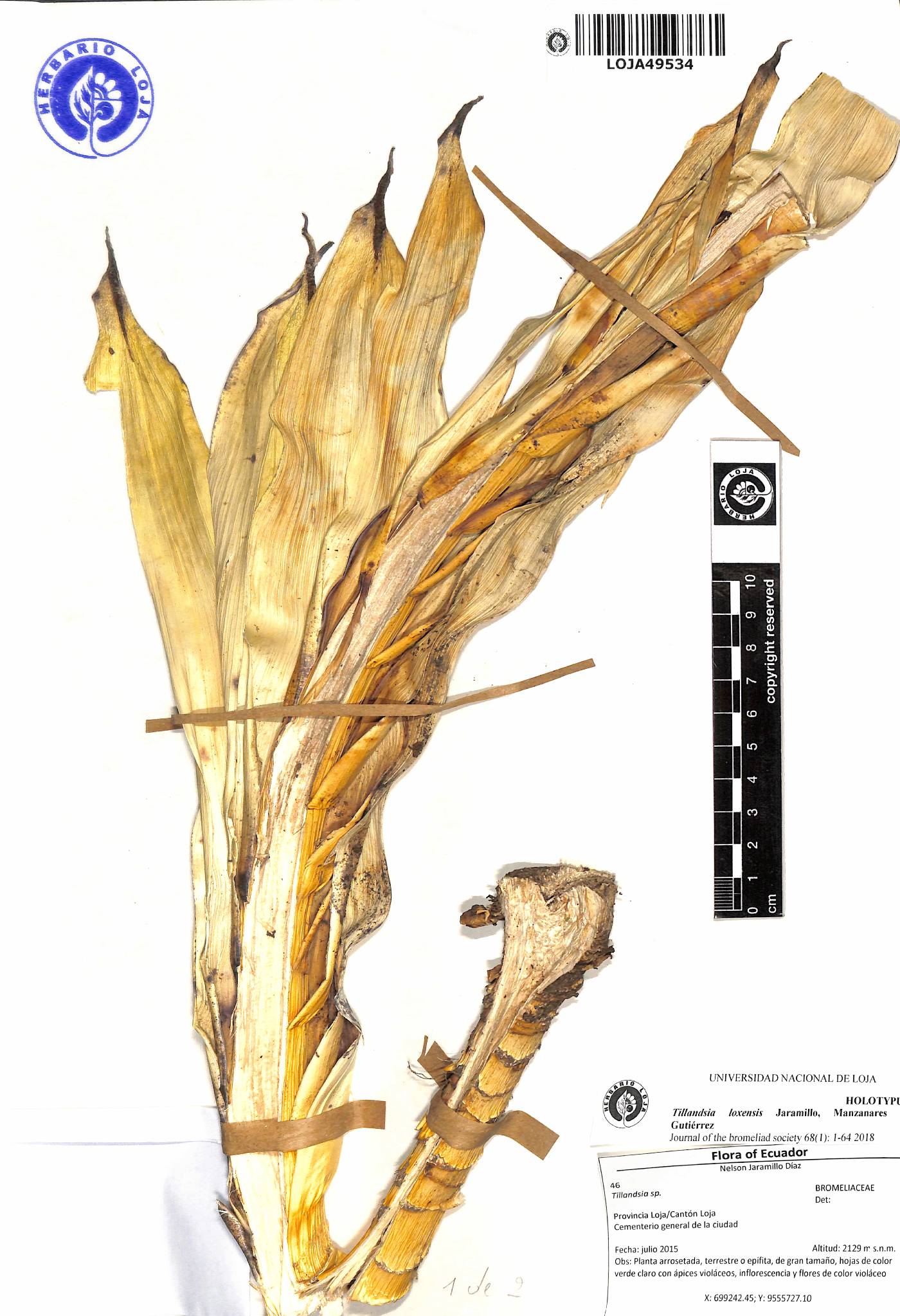 Tillandsia loxensis image