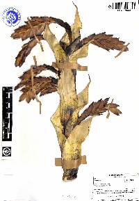 Tillandsia loxensis image