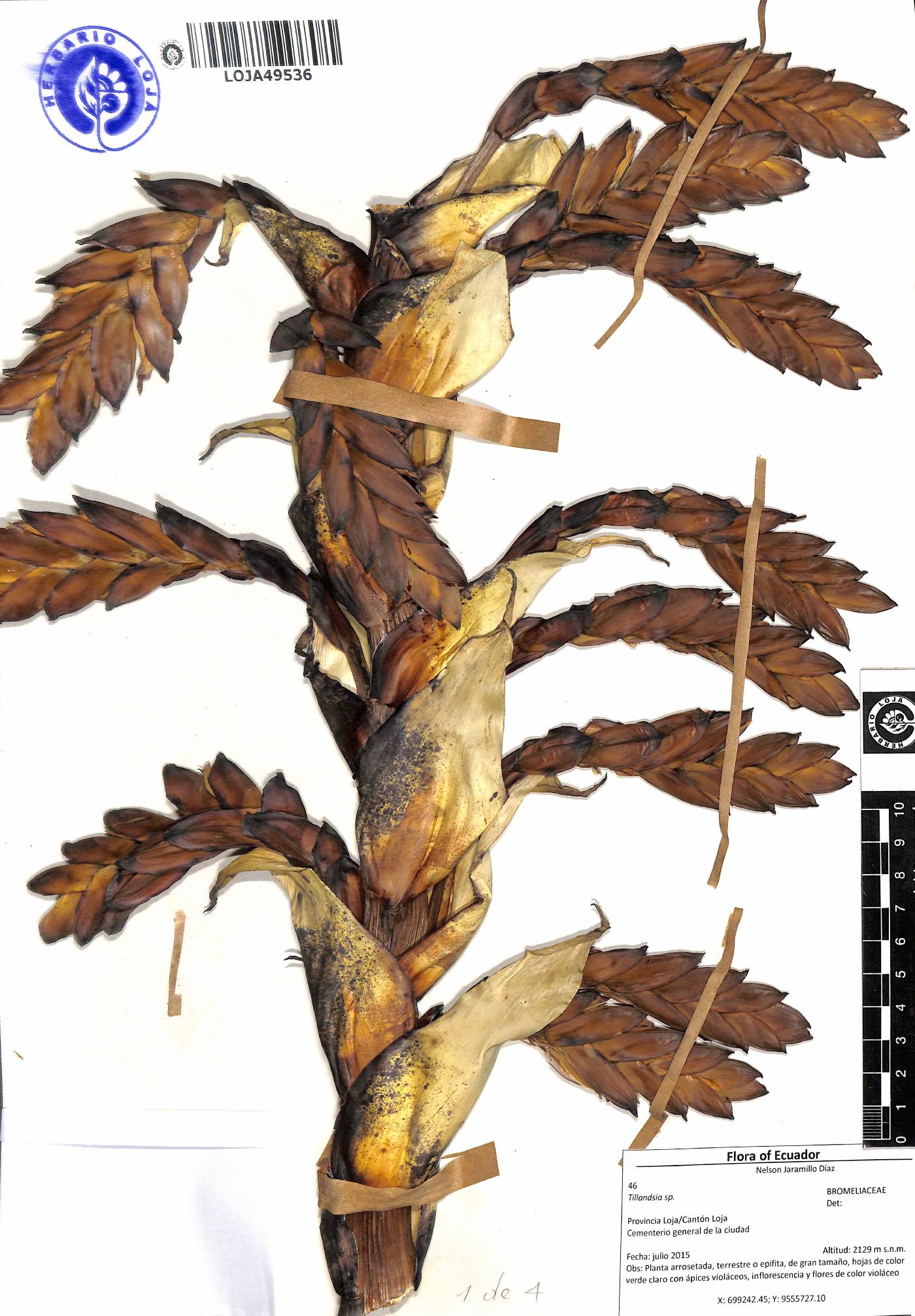 Tillandsia loxensis image