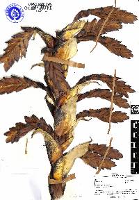 Tillandsia loxensis image