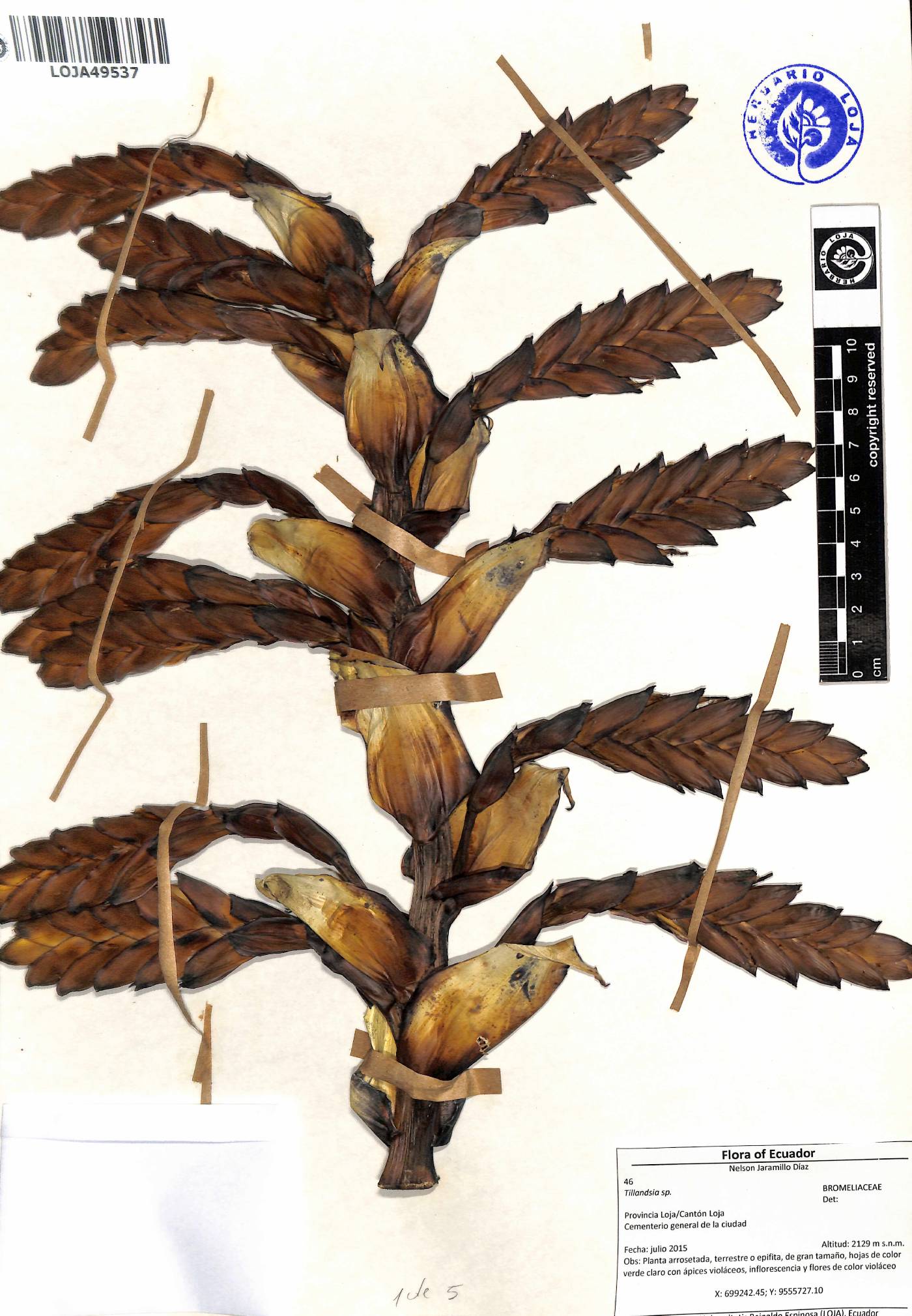 Tillandsia loxensis image