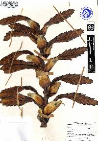 Tillandsia loxensis image