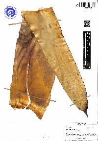 Tillandsia loxensis image