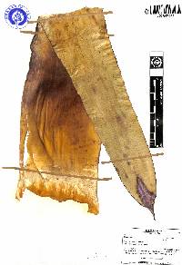 Tillandsia loxensis image