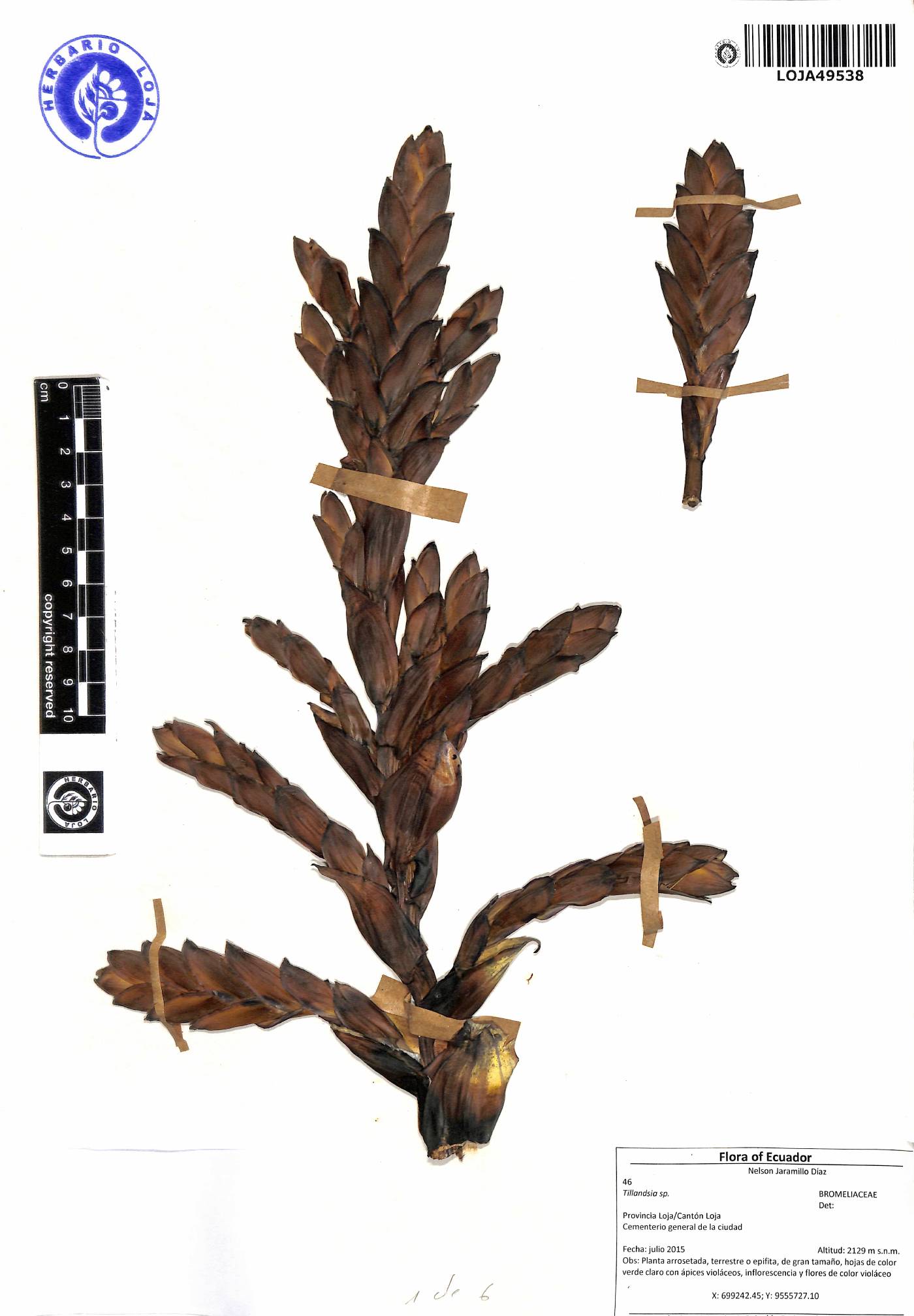 Tillandsia loxensis image