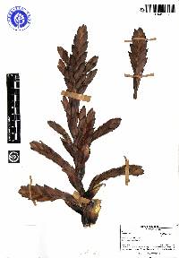 Tillandsia loxensis image