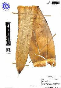 Tillandsia loxensis image