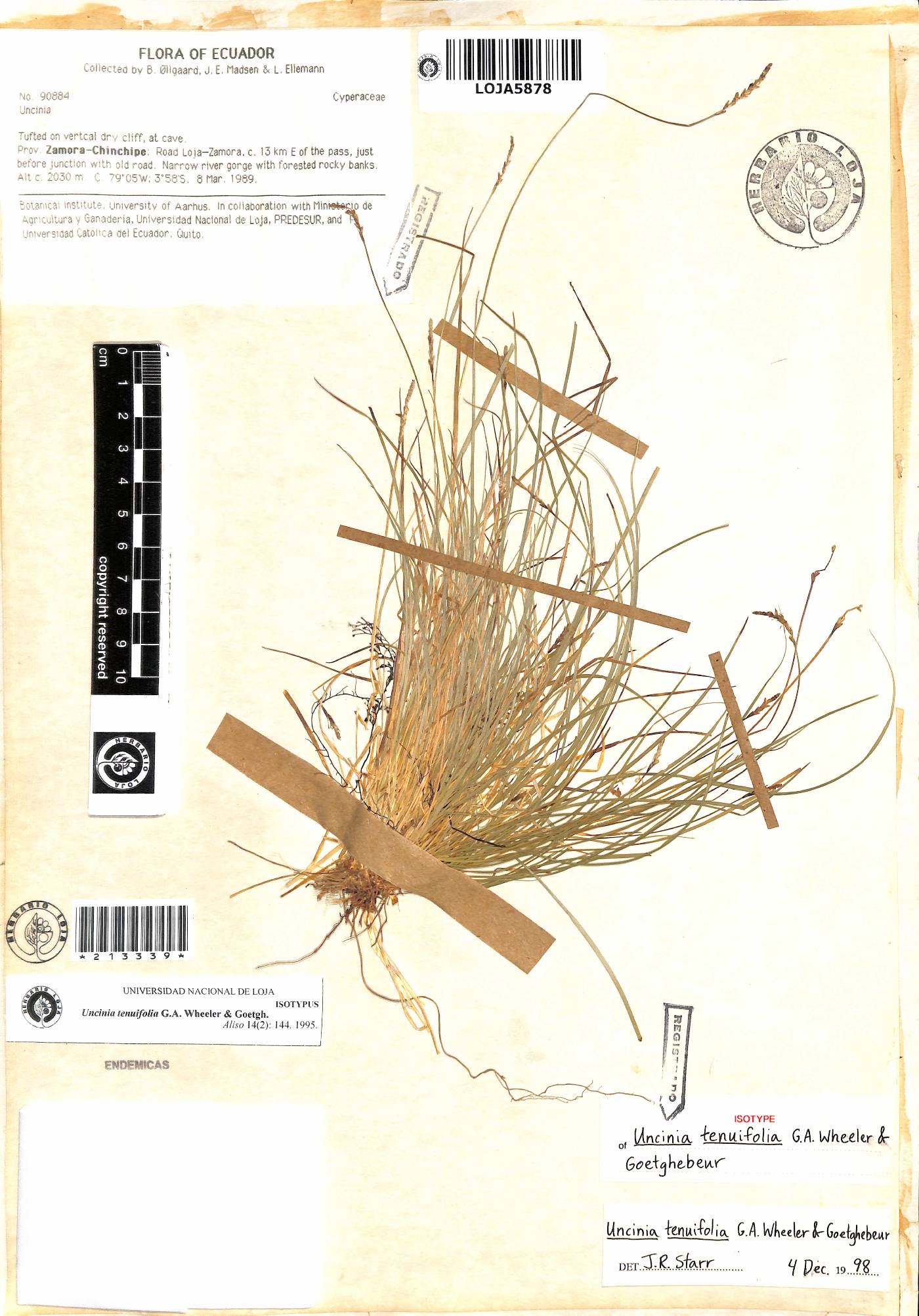 Carex goetghebeurii image