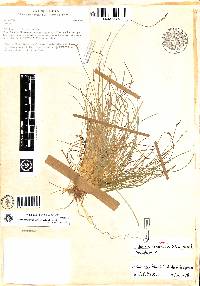 Image of Carex goetghebeurii