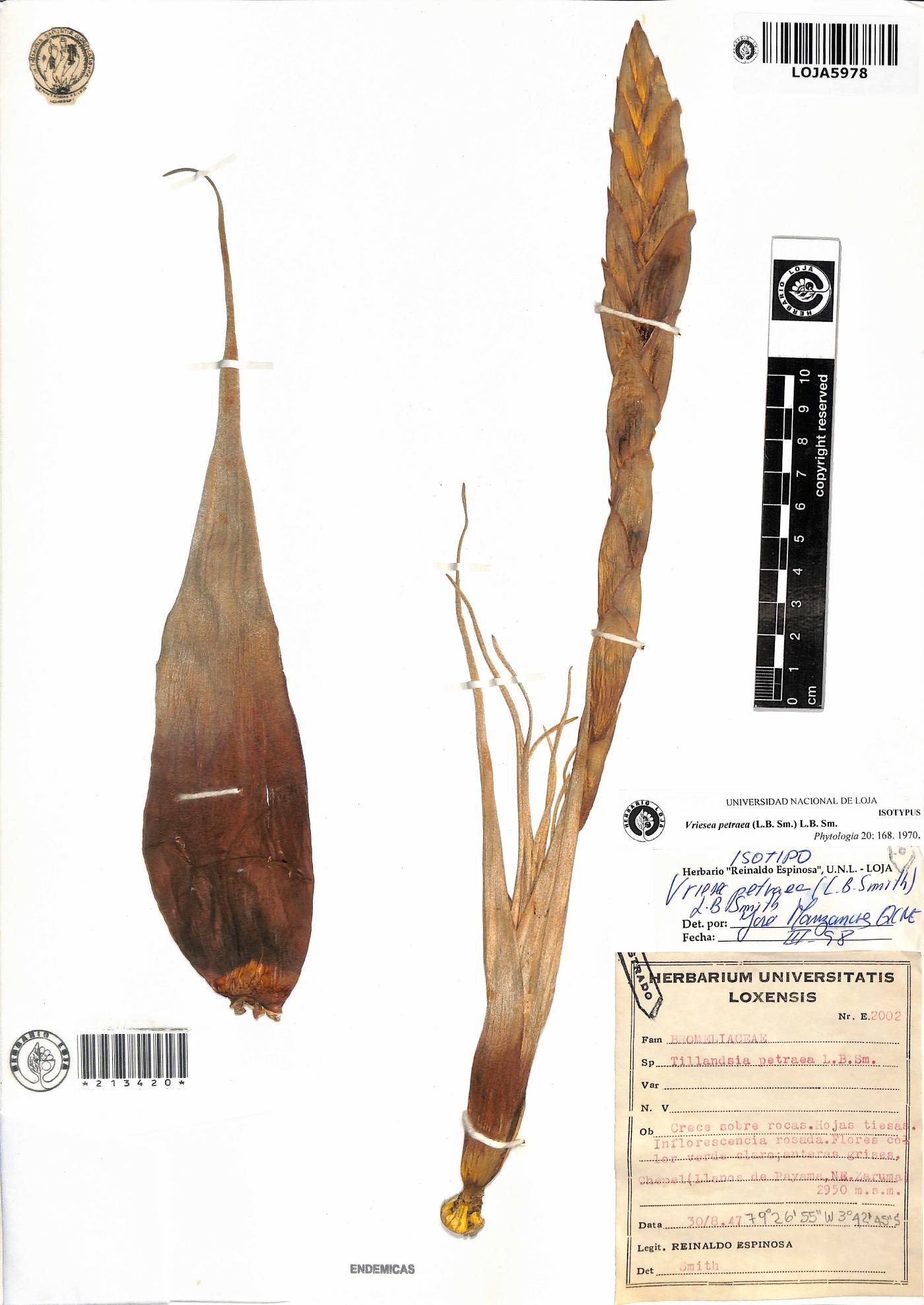 Vriesea petraea image