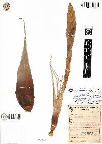 Image of Vriesea petraea