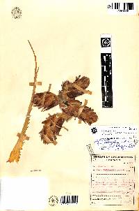 Image of Puya parviflora