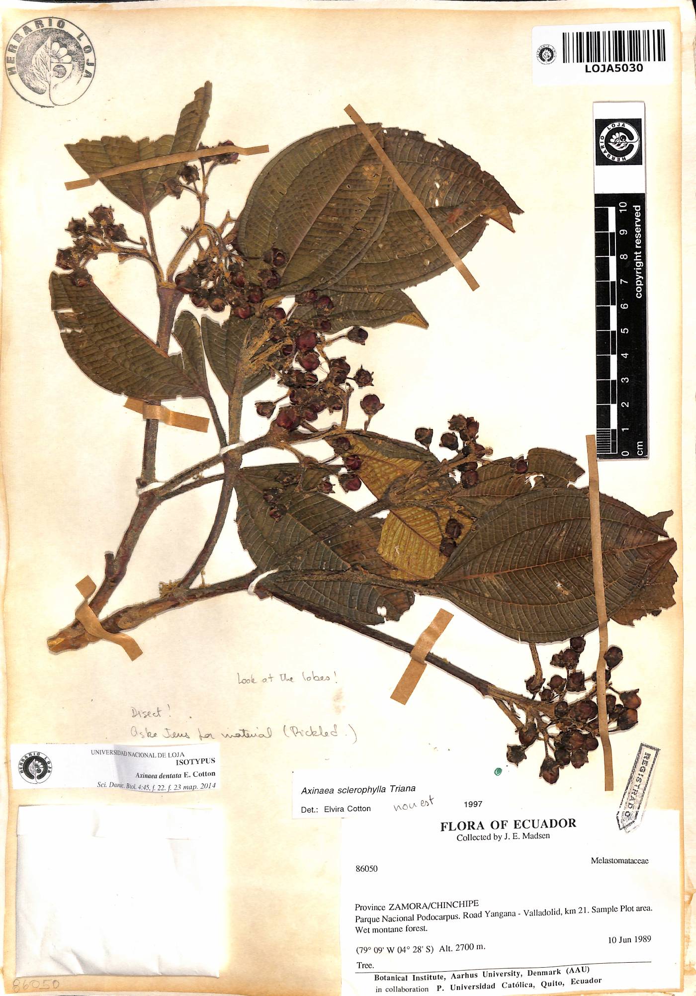 Axinaea dentata image