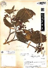 Axinaea dentata image