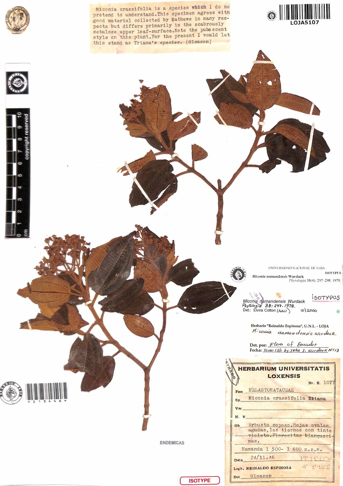 Miconia namandensis image