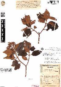 Miconia namandensis image