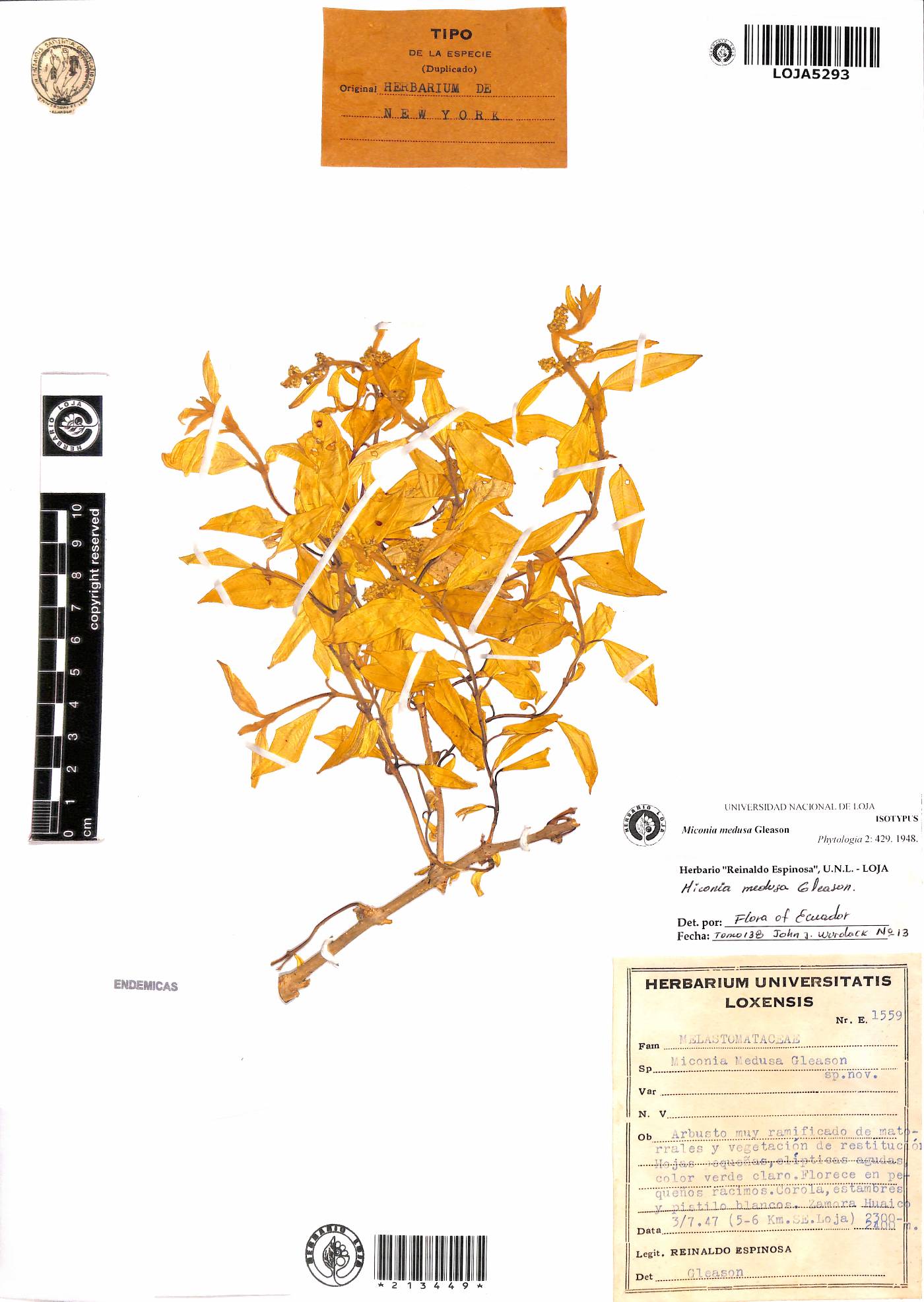 Miconia medusa image