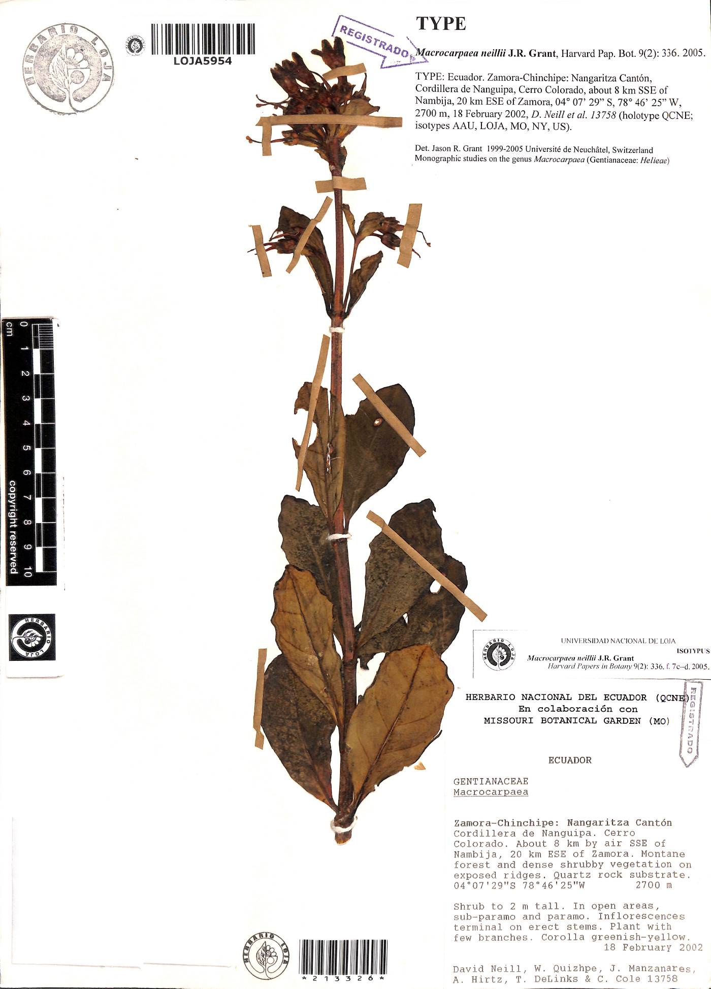 Macrocarpaea neillii image