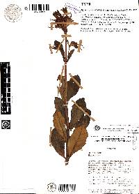 Macrocarpaea neillii image