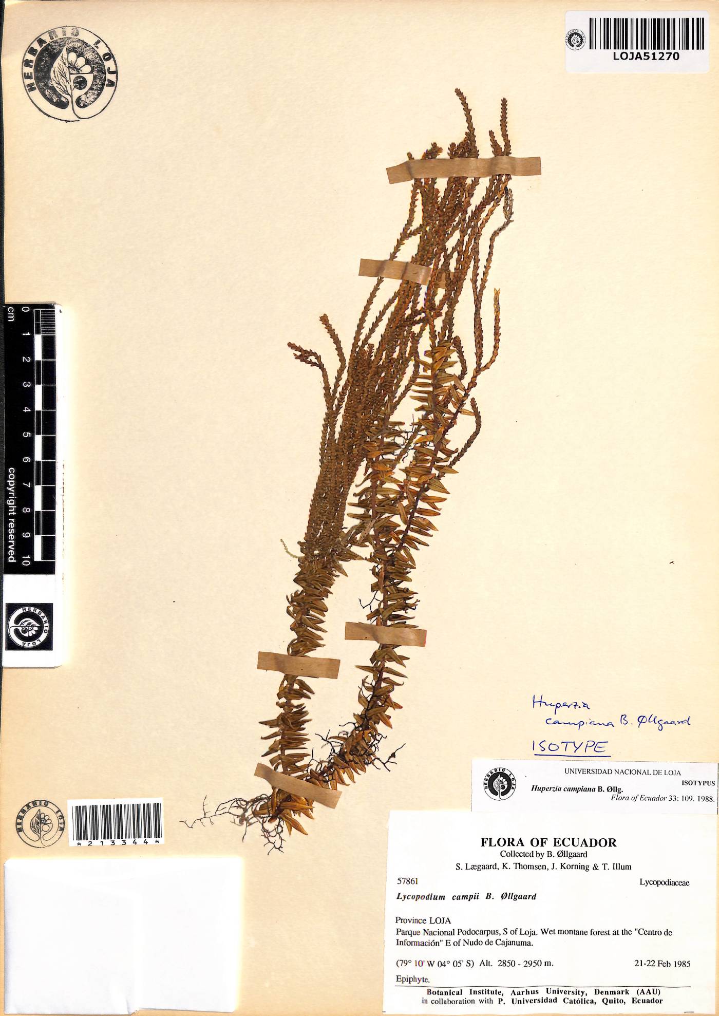 Huperzia campiana image