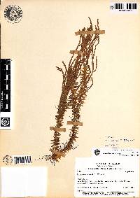 Image of Huperzia campiana