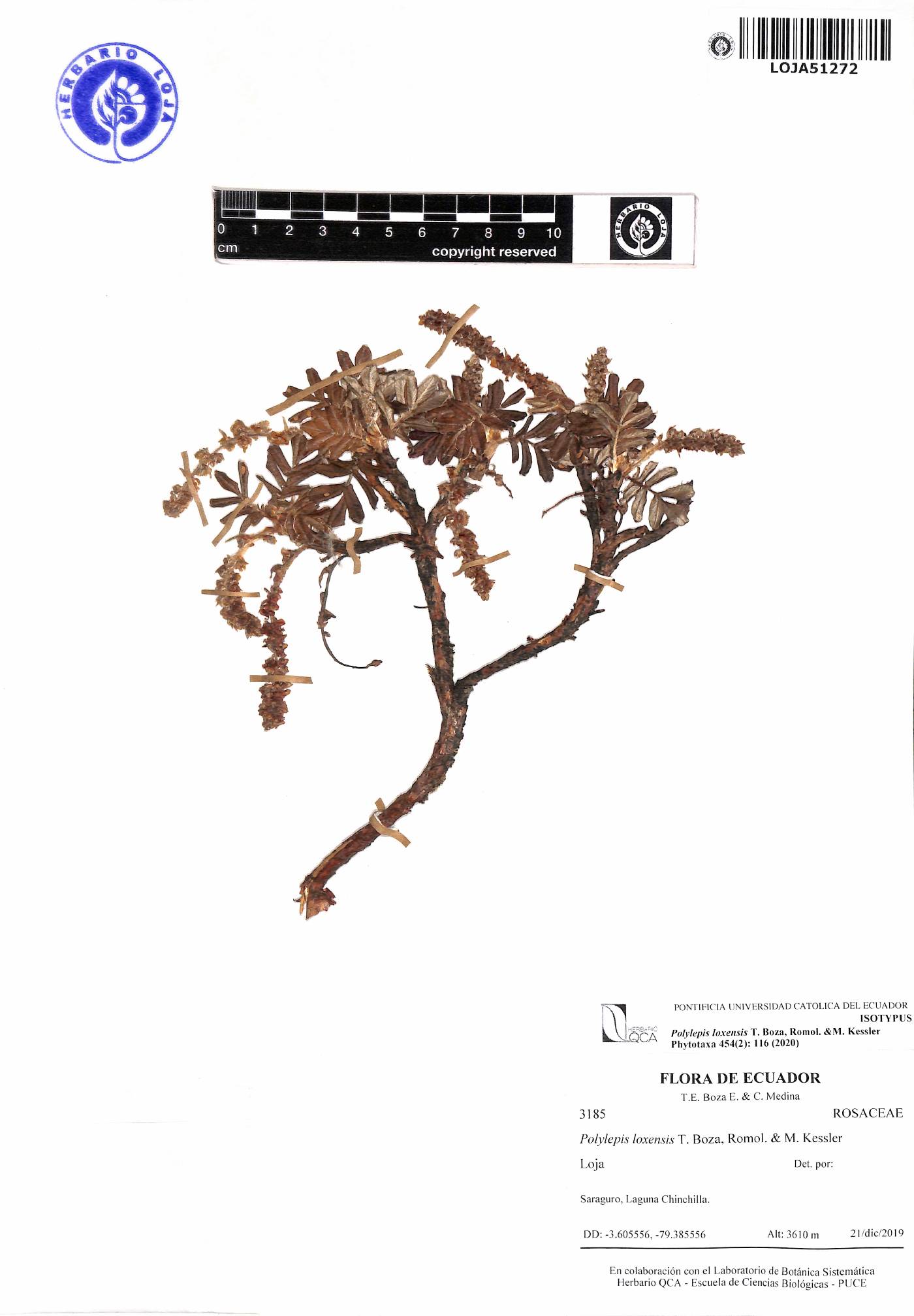 Polylepis loxensis image