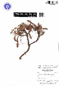 Polylepis loxensis image