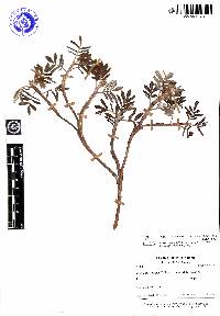 Polylepis loxensis image