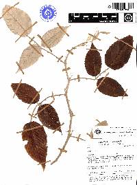 Rubus maquipucunensis image