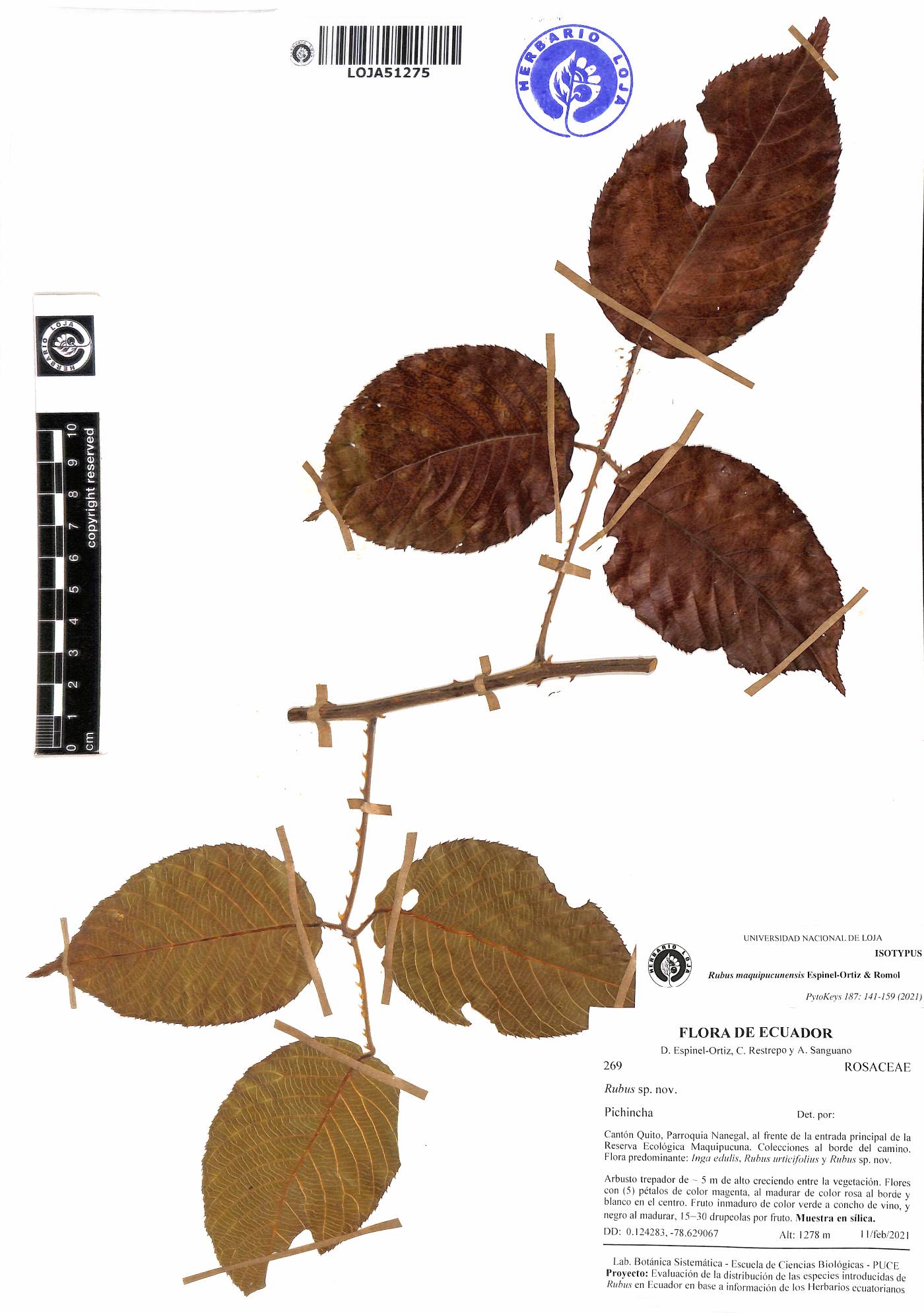 Rubus maquipucunensis image