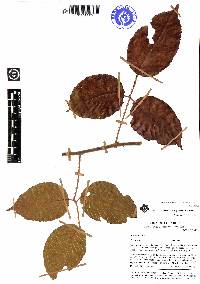 Rubus maquipucunensis image
