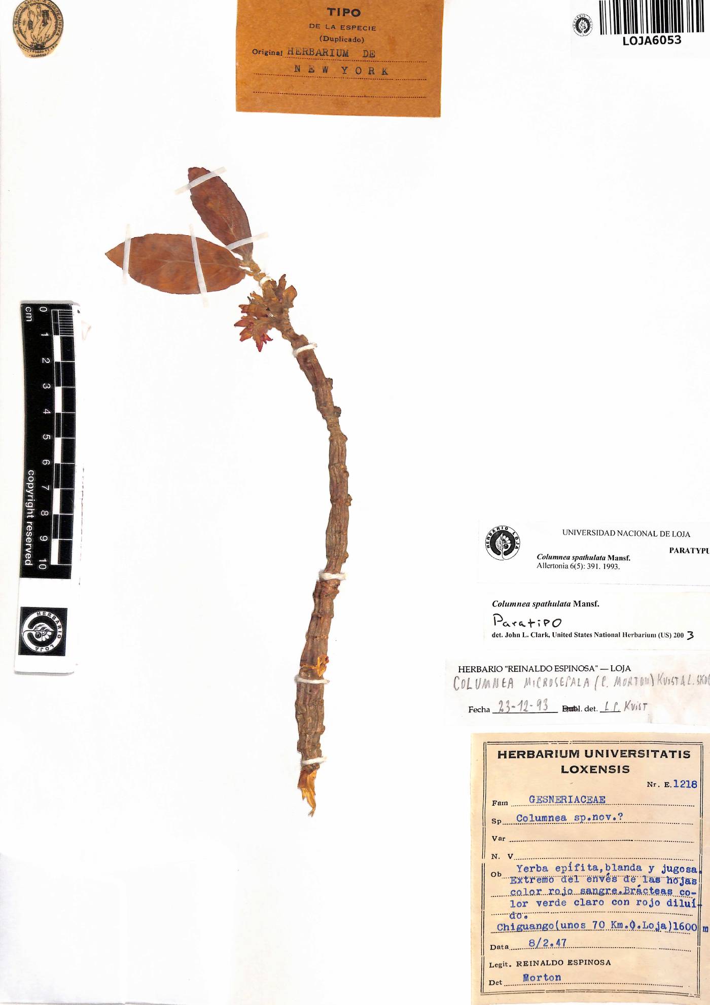 Columnea spathulata image