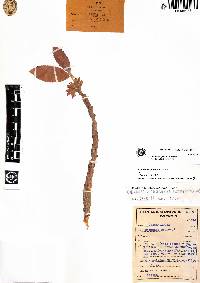 Columnea spathulata image