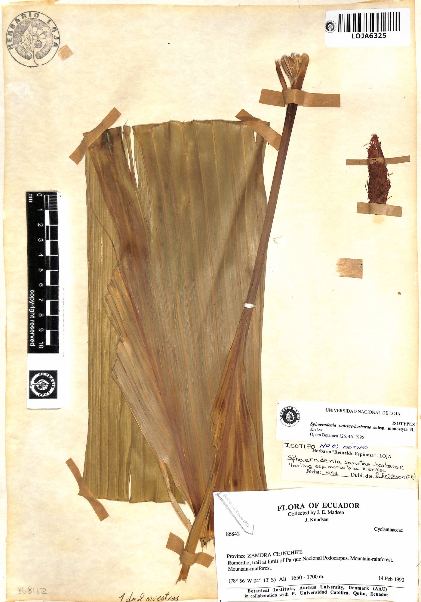 Sphaeradenia sanctae-barbarae image