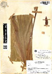 Image of Sphaeradenia sanctae-barbarae