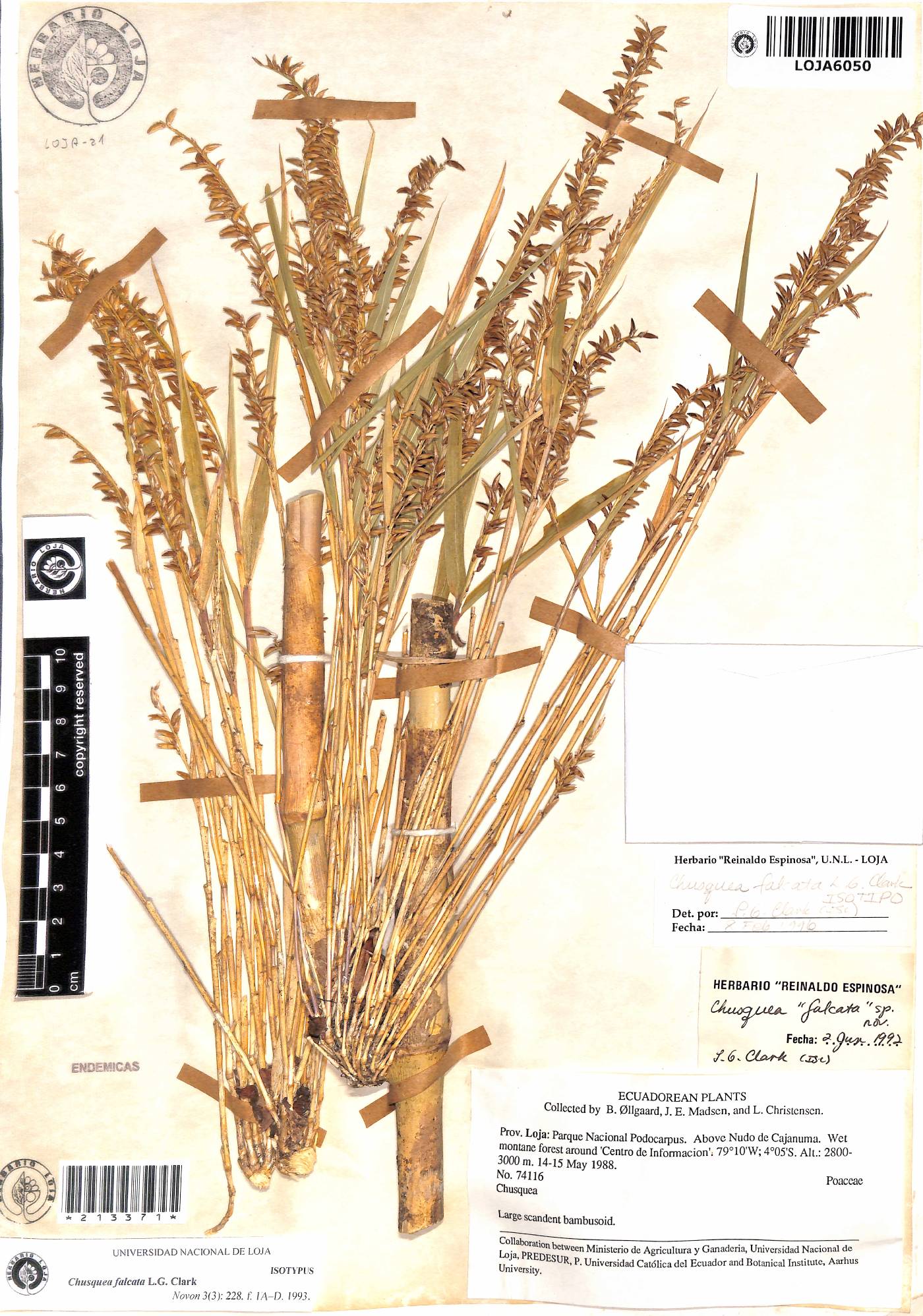 Chusquea falcata image