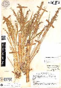 Image of Chusquea falcata