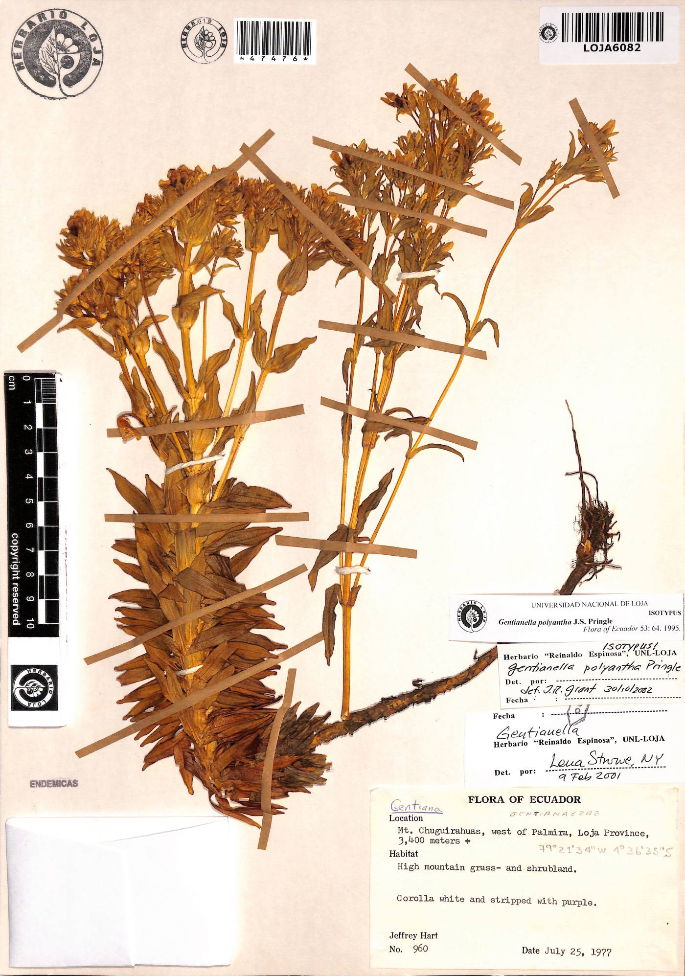 Gentianella polyantha image